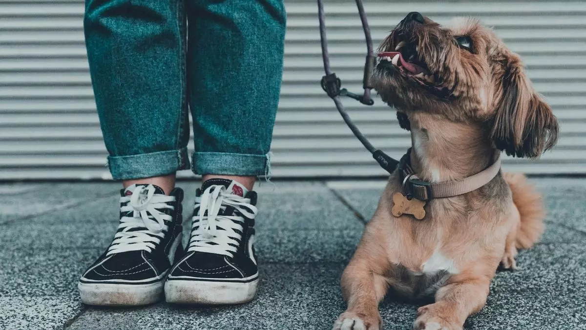 ¿Conoces bien a tu mascota? Tres tests para descubrirlo