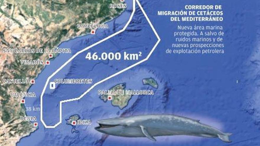 Los cetáceos ya tienen su santuario en el Mediterráneo