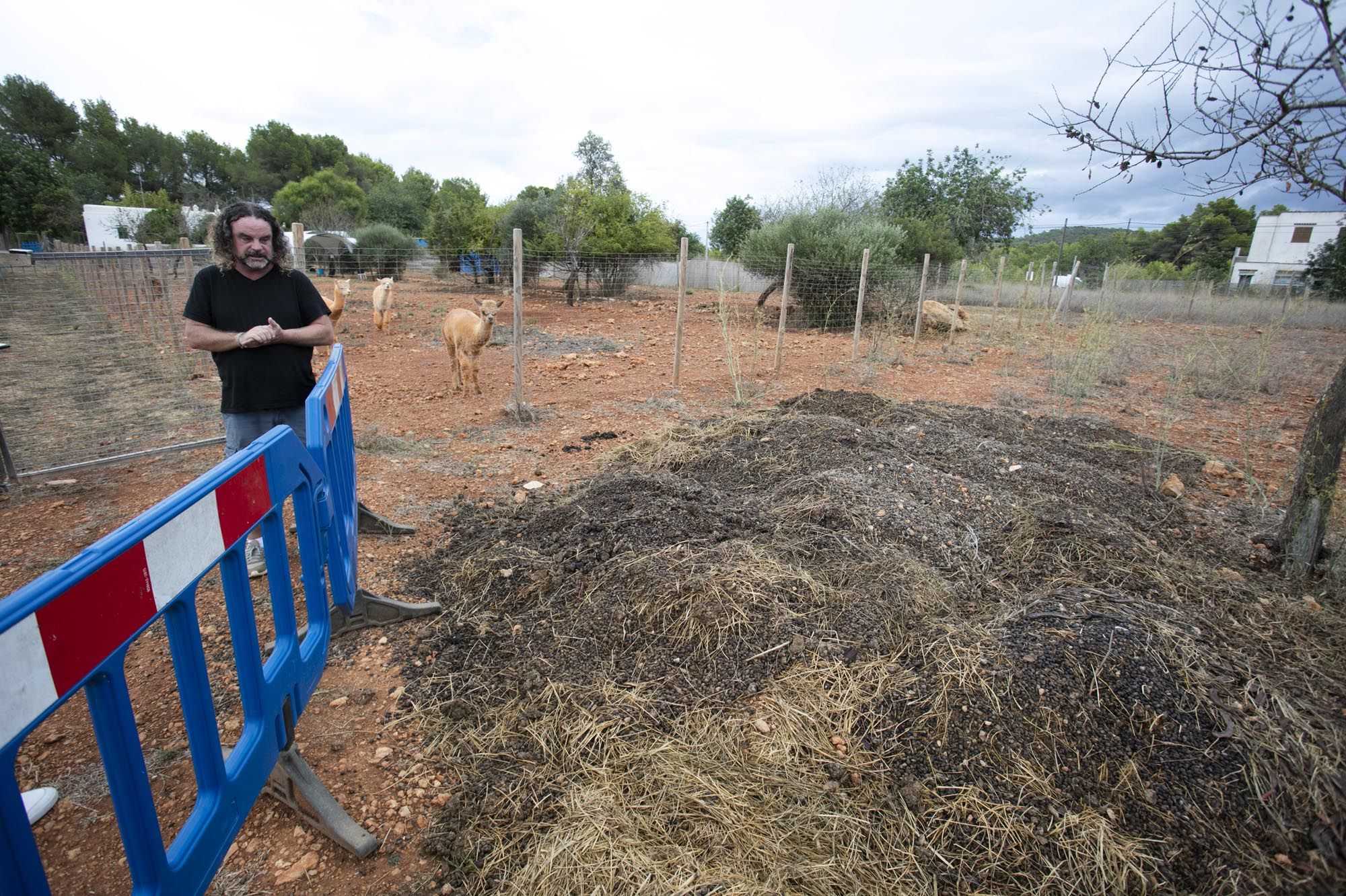 Granja de alpacas en Ibiza