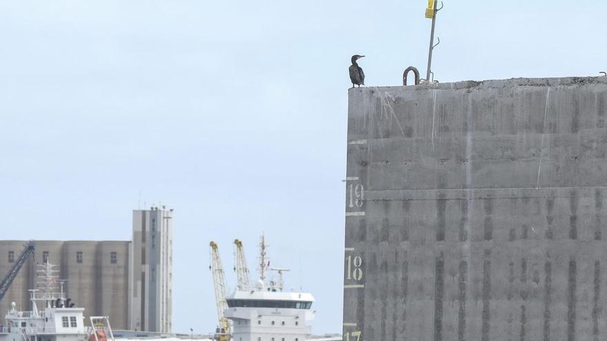 Cormoranes en los bloques de hormigón en Las Alcaravaneras