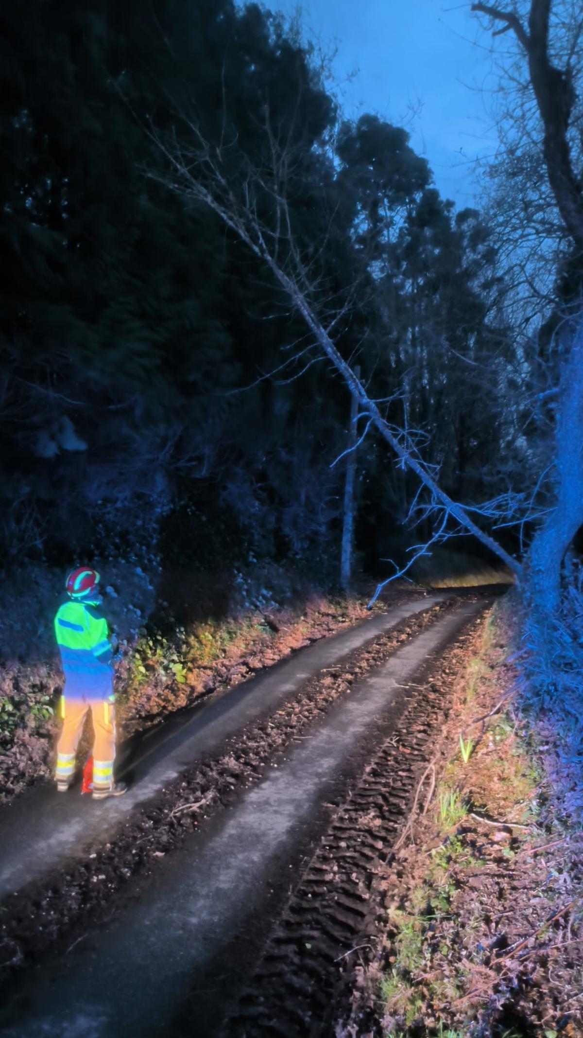 Retirada de árboles derribados en Oleiros tras el paso de la borrasca 'Nils' Retirada de árboles derribados en Oleiros tras el paso de la borrasca 'Nils'