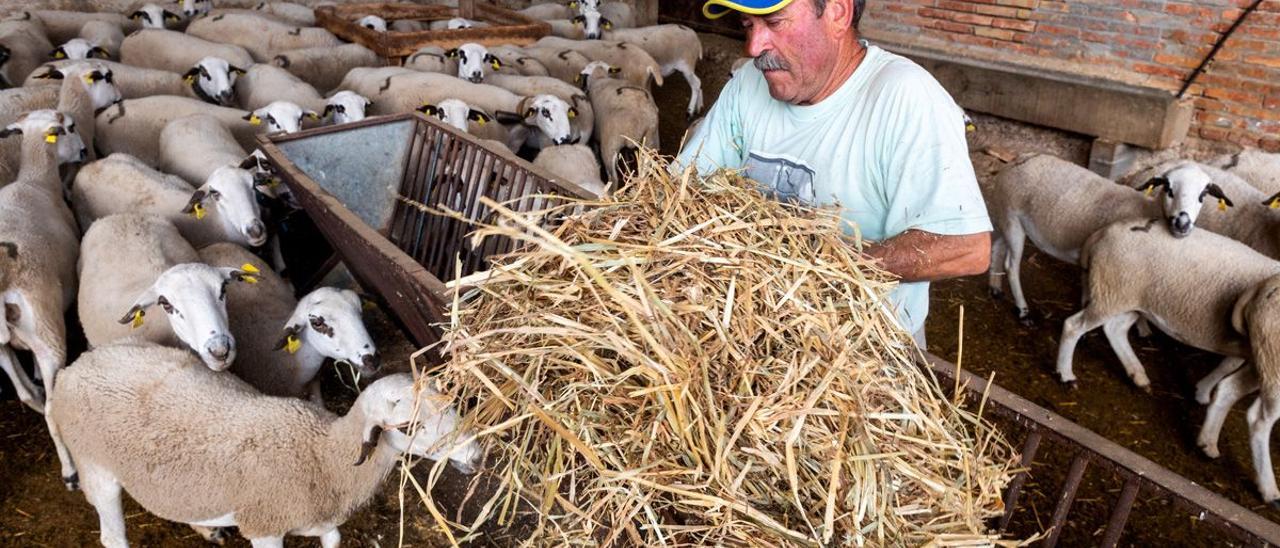 Ramon Cornellana, en el corral de Puiggròs donde tiene encerrado a su rebaño tras los ataques del oso.