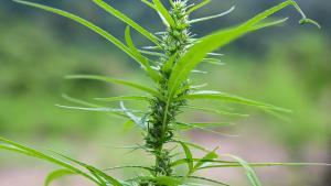 Vuit detinguts al Baix Empordà per exportar marihuana a Europa