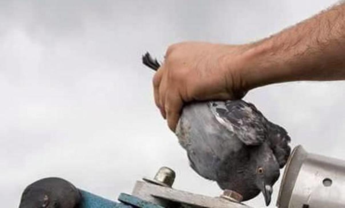Una paloma es introducida en un cañón para ser lanzada y abatida por un tirador.