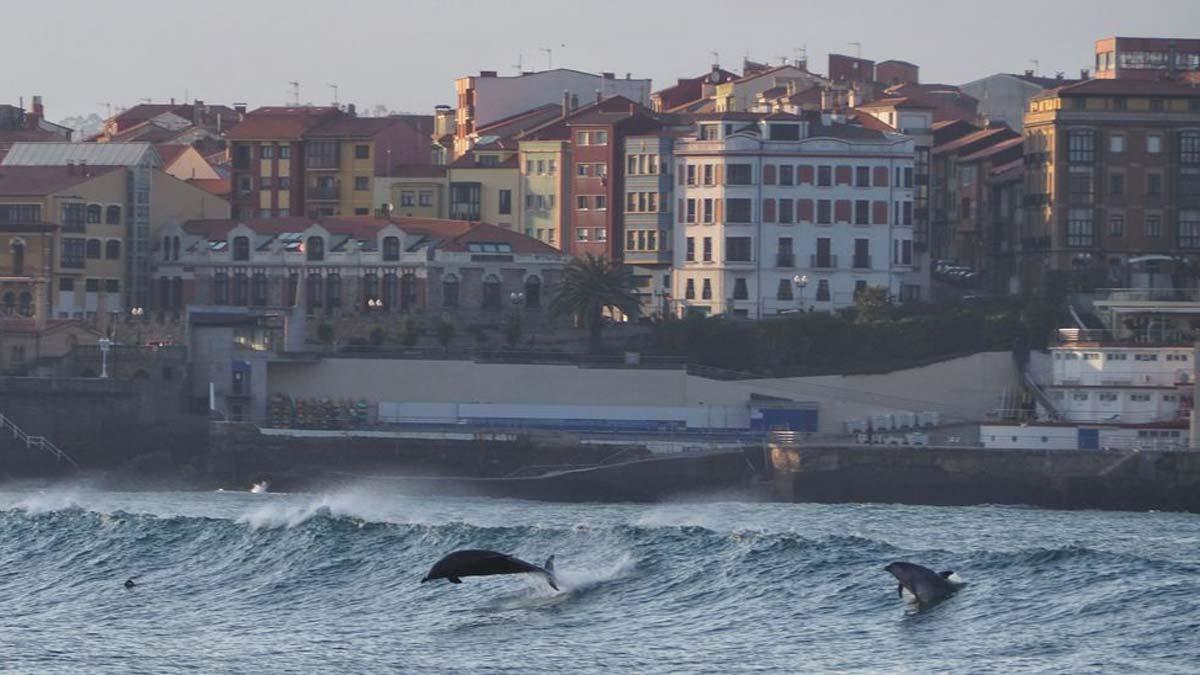 Els dofins solquen la platja de Gijón en ple hivern: «No és habitual»