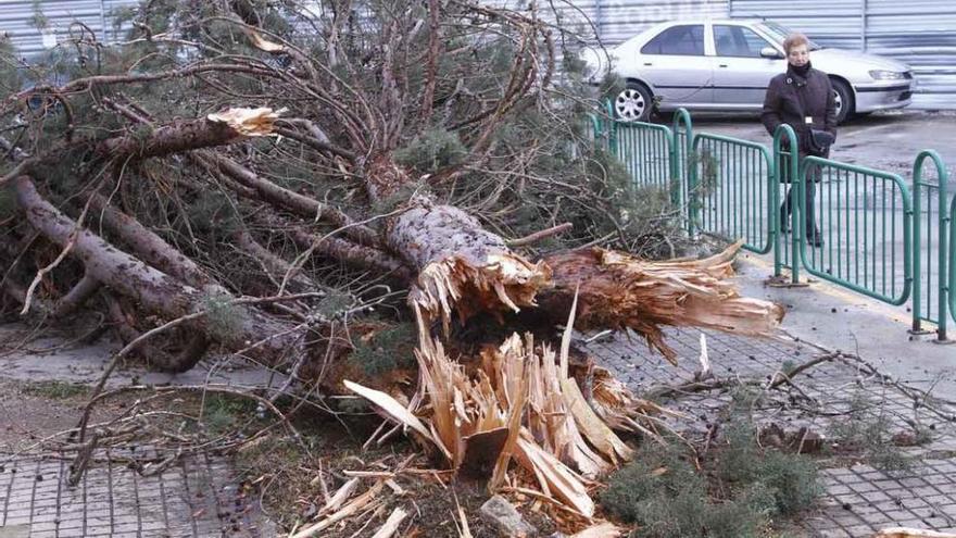 Un árbol caído en Zamora durante un episodio de fuertes vientos.