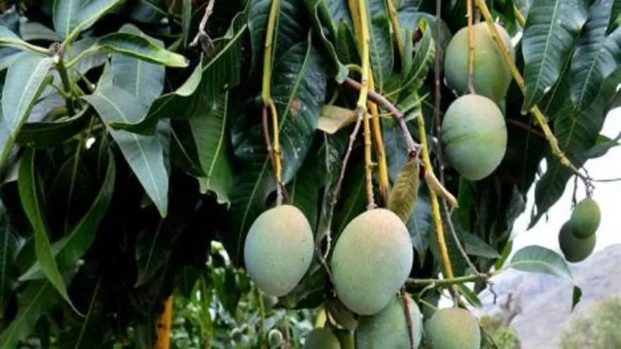 El mango de 'Chila', en tierra y dulce