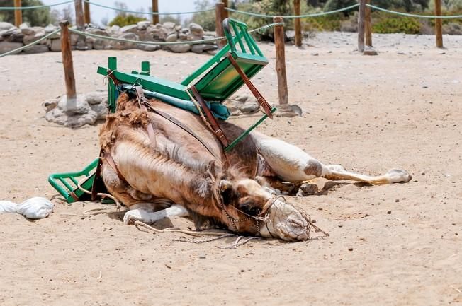 Reportaje excursiones con camellos en las Dunas ...