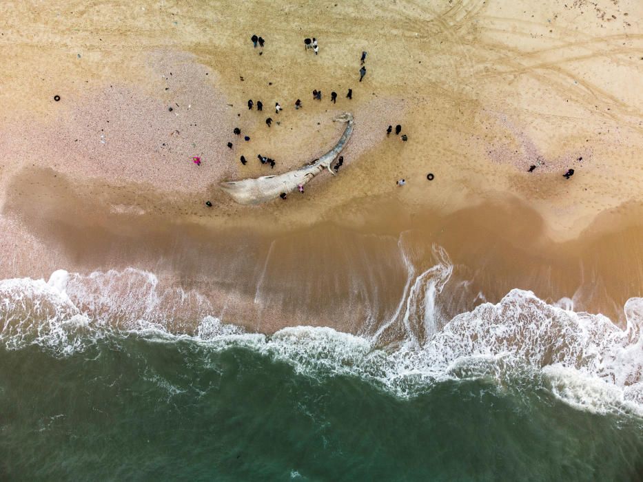 Una ballena muerta en Nitzanim, Israel.