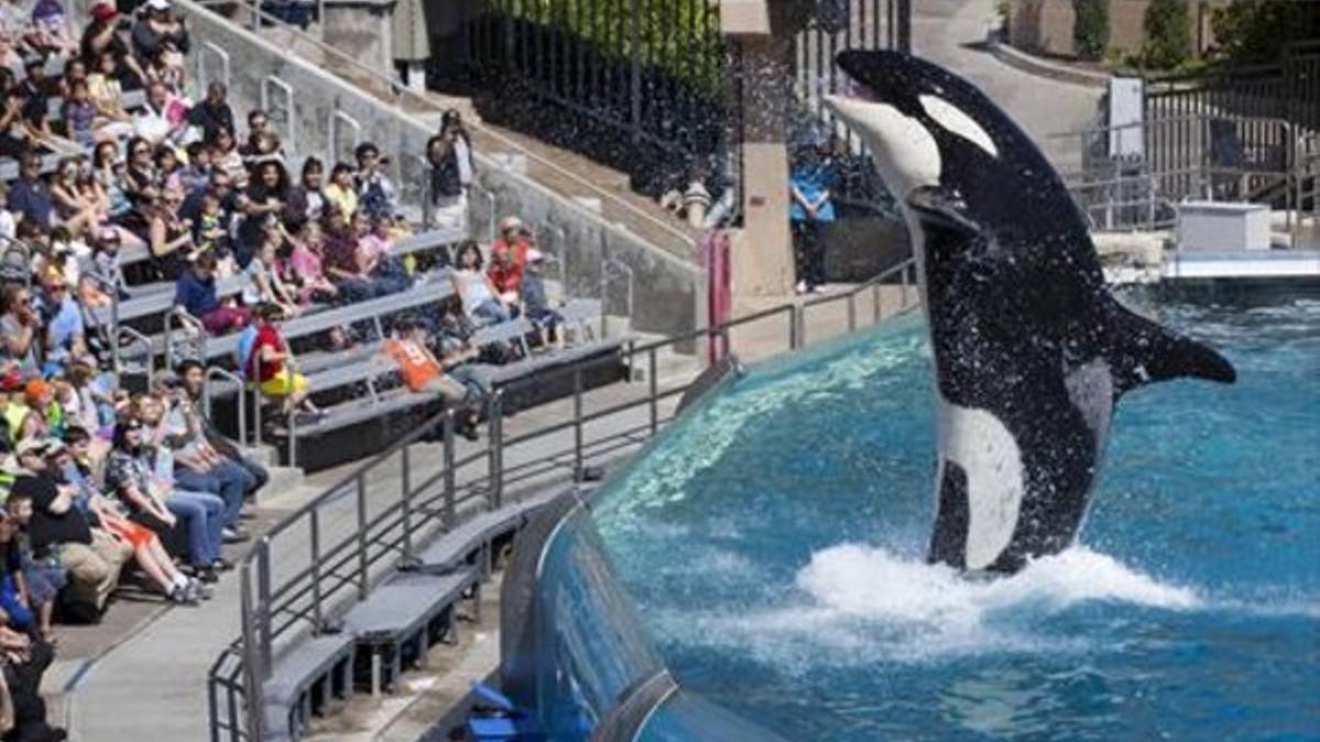 La orca Ulises en un momento de su espectáculo en SeaWorld.