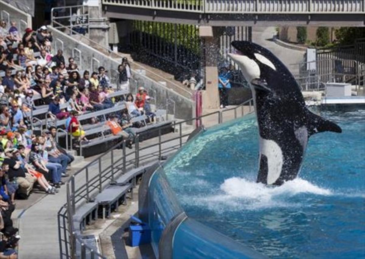 Salt 8 L’orca Ulisses en un moment del seu espectacle a SeaWorld. Salt 8 L’orca Ulisses en un moment del seu espectacle a SeaWorld.