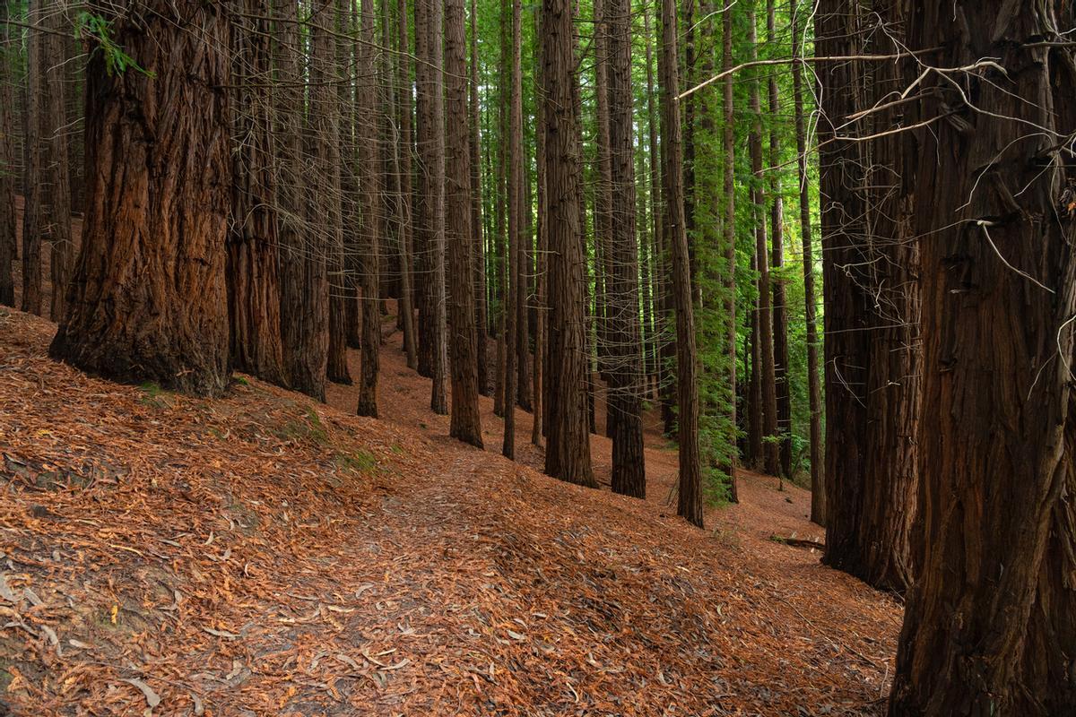 Bosque de secuoyas del Monte Cabezón en Cabezón de la Sal, Cantabria, España