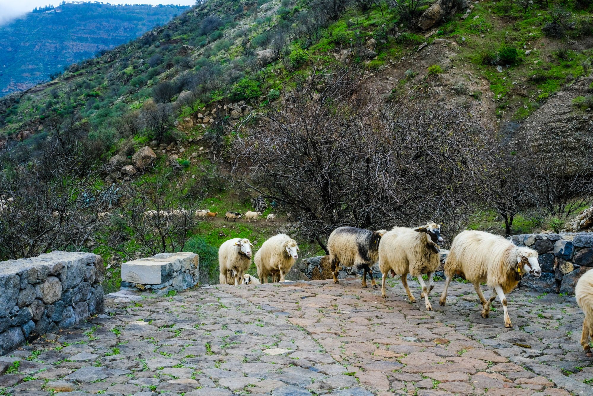 Transhumancia en Tejeda