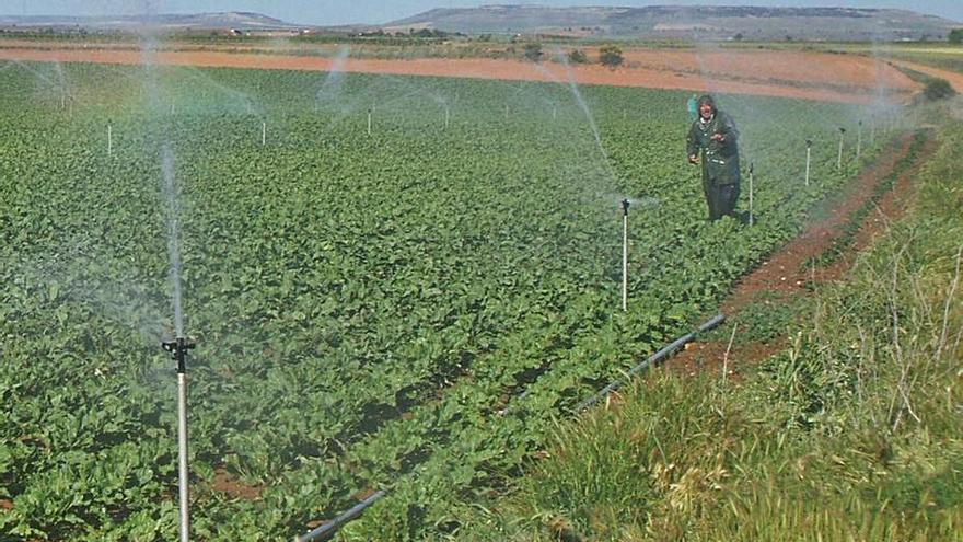 Un  agricultor en pleno riego de una finca. | M. J. C.