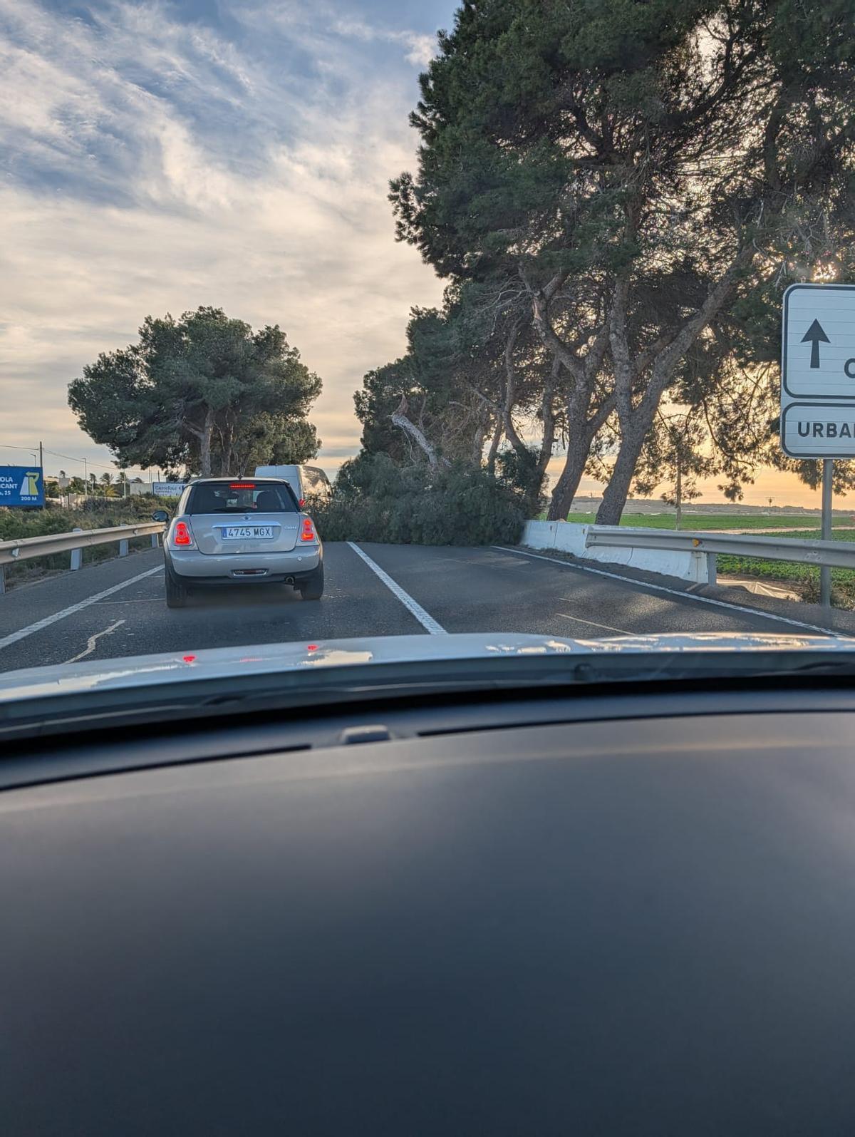 Árbol de gran porte caído en la carretera de Santa Pola por culpa del viento