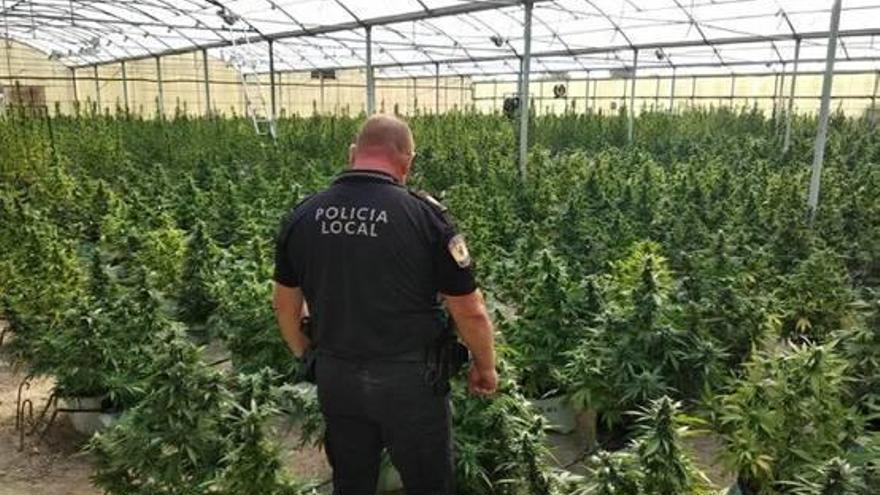 La plantación de marihuana para uso textil en la que se produjeron los hechos.