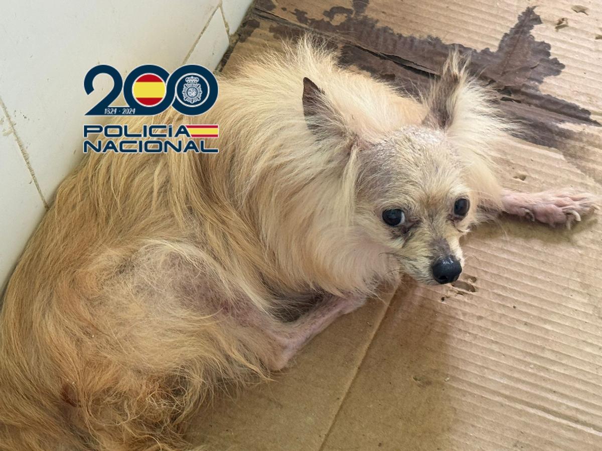 Uno de los animales con problemas de salud.