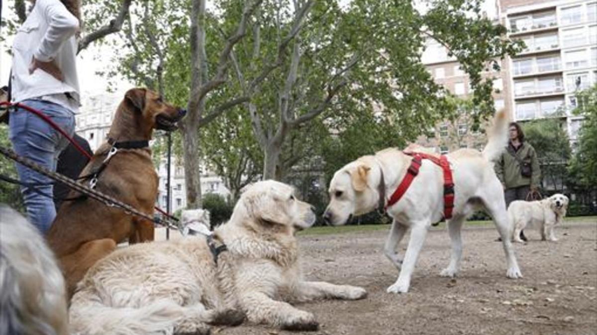 Vecinos con perros, en el Turó Park de Barcelona..
