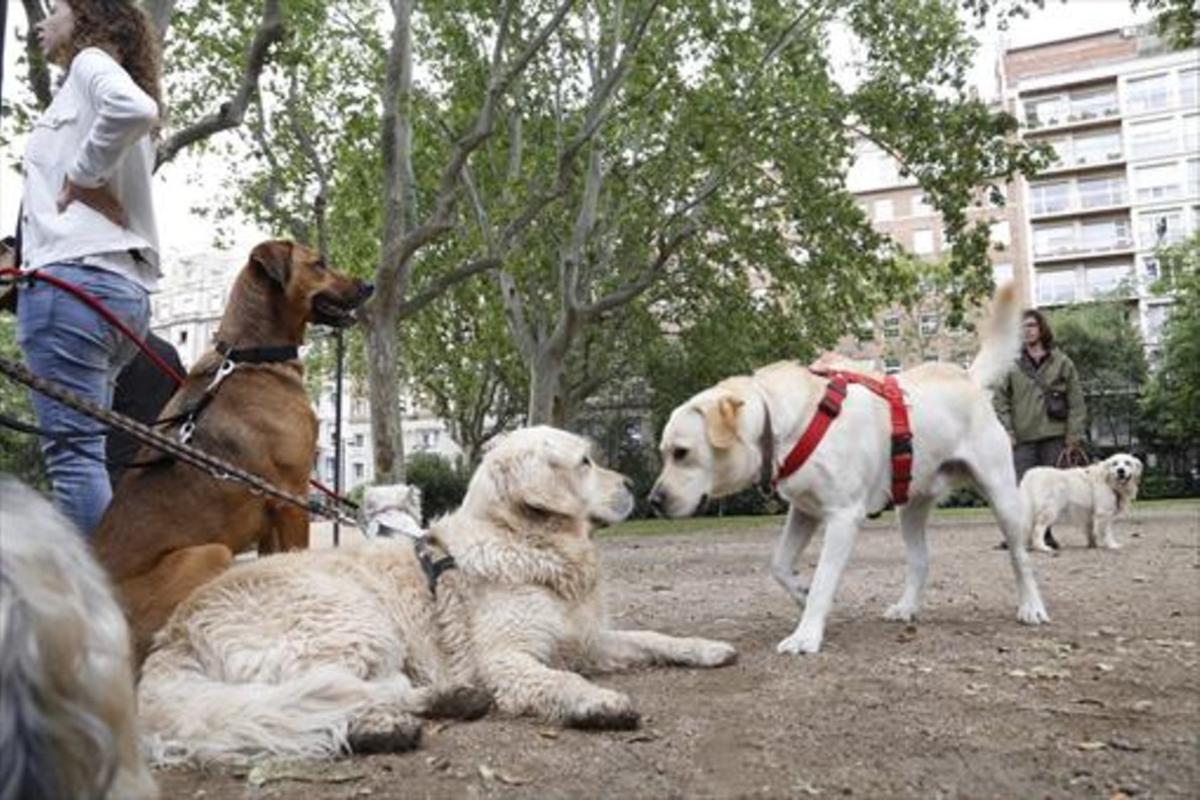 Vecinos con perros, en el Turó Park de Barcelona..