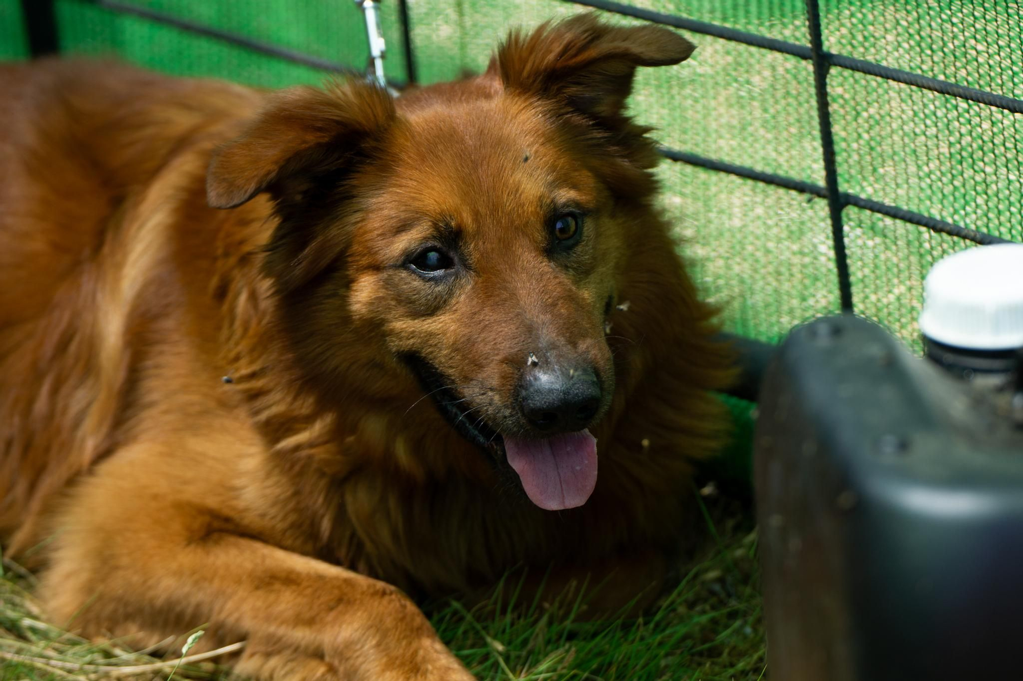 FOTOGALERÍA: Las imágenes del concurso de perros pastores de Ares del Maestrat