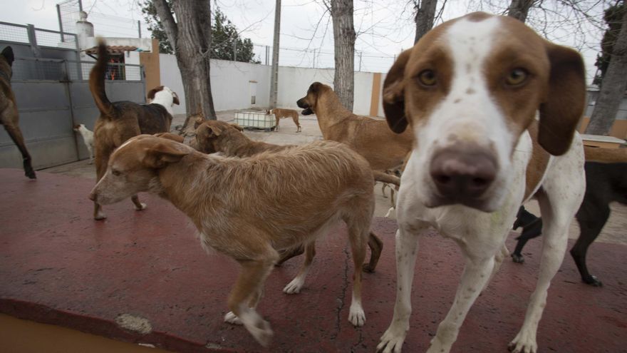 La protectora Spax de Xàtiva cuenta con una &quot;manada&quot; estable de más de 100 animales