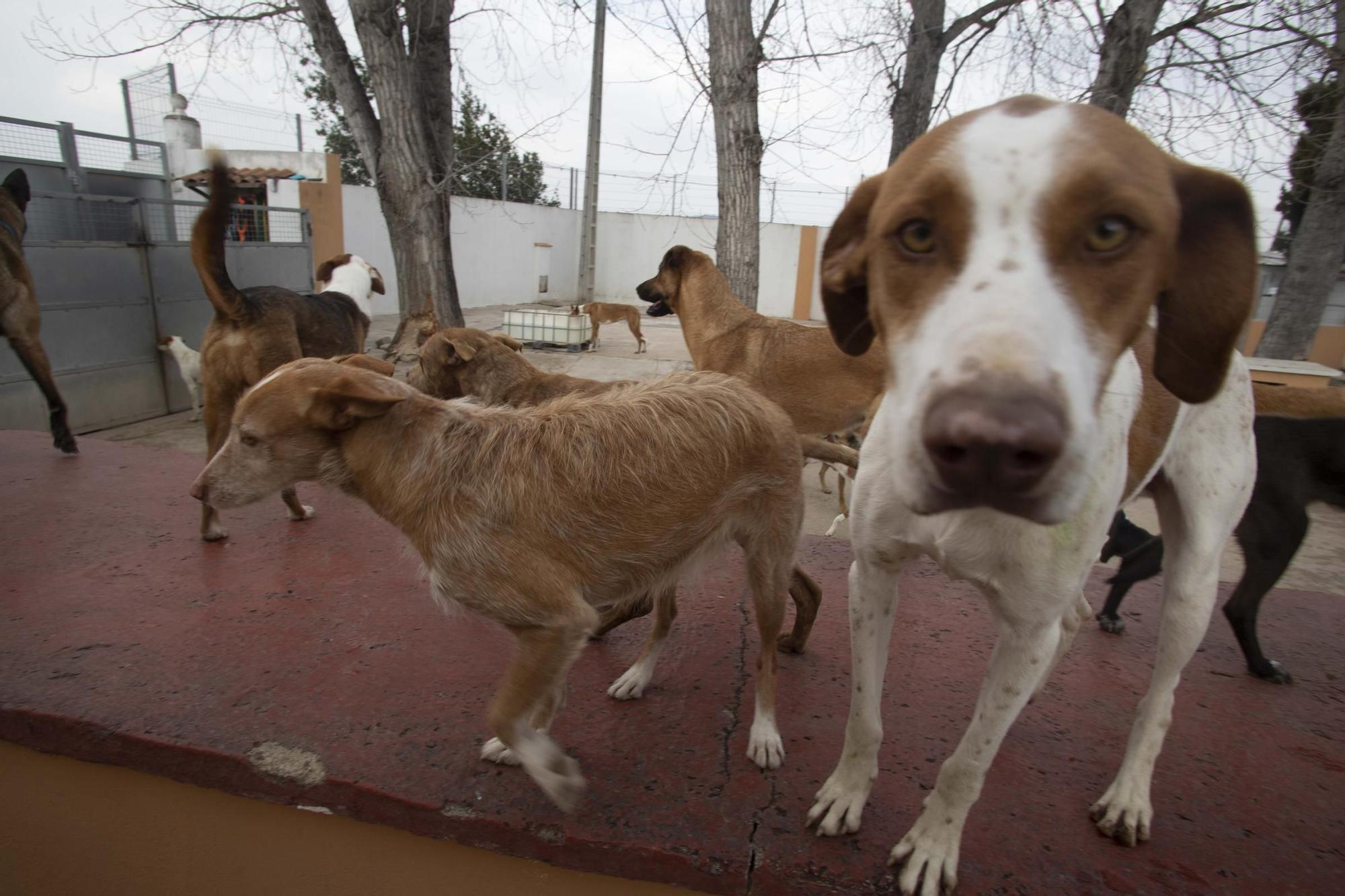 La protectora Spax de Xàtiva cuenta con una &quot;manada&quot; estable de más de 100 animales