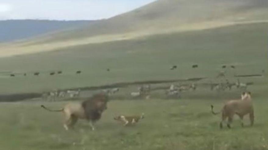 Un perro planta cara a una pareja de leones