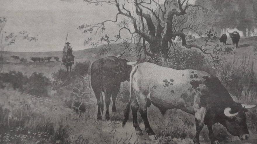 Zamora, tierra de toros bravos desde hace siglos