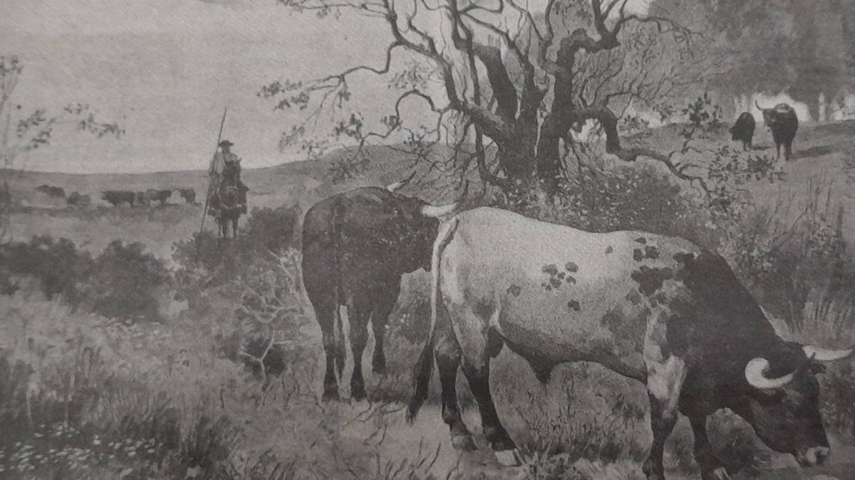 Dibujo «En la dehesa», de M. Puy Dalmou y recogido en el libro «El toro bravo al oeste de Castilla». | C. T.
