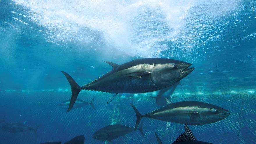 Los atunes rojos son transportados en gavias a granjas de engorde del litoral penínsular.