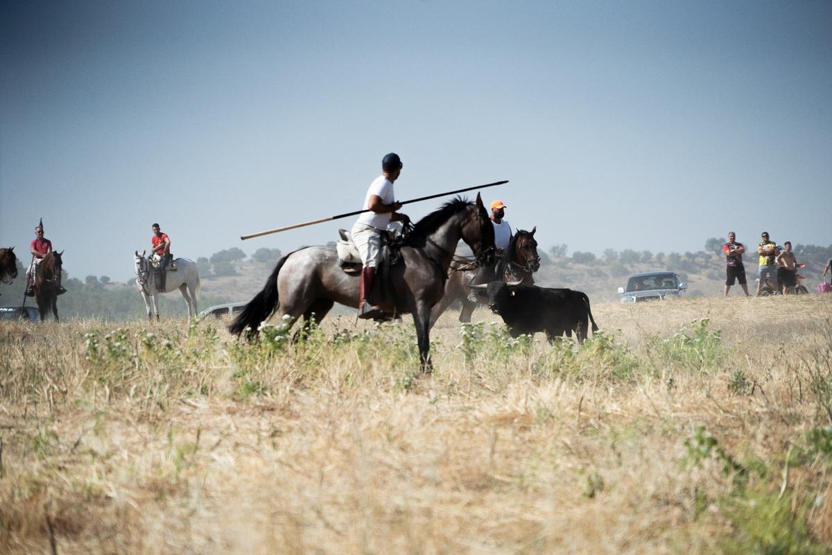 GALERÍA| Multitudinario encierro de campo en Moraleja del Vino GALERÍA| Multitudinario encierro de campo en Moraleja del Vino