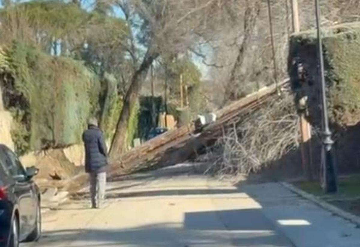 Árbol arrancado por el viente y cortando el paso a los coches en Villanueva de la Cañada.