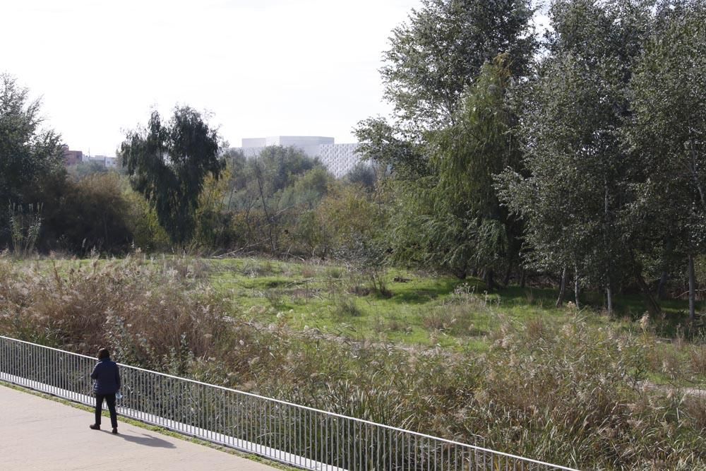 Cuando el bosque no deja ver el Guadalquivir