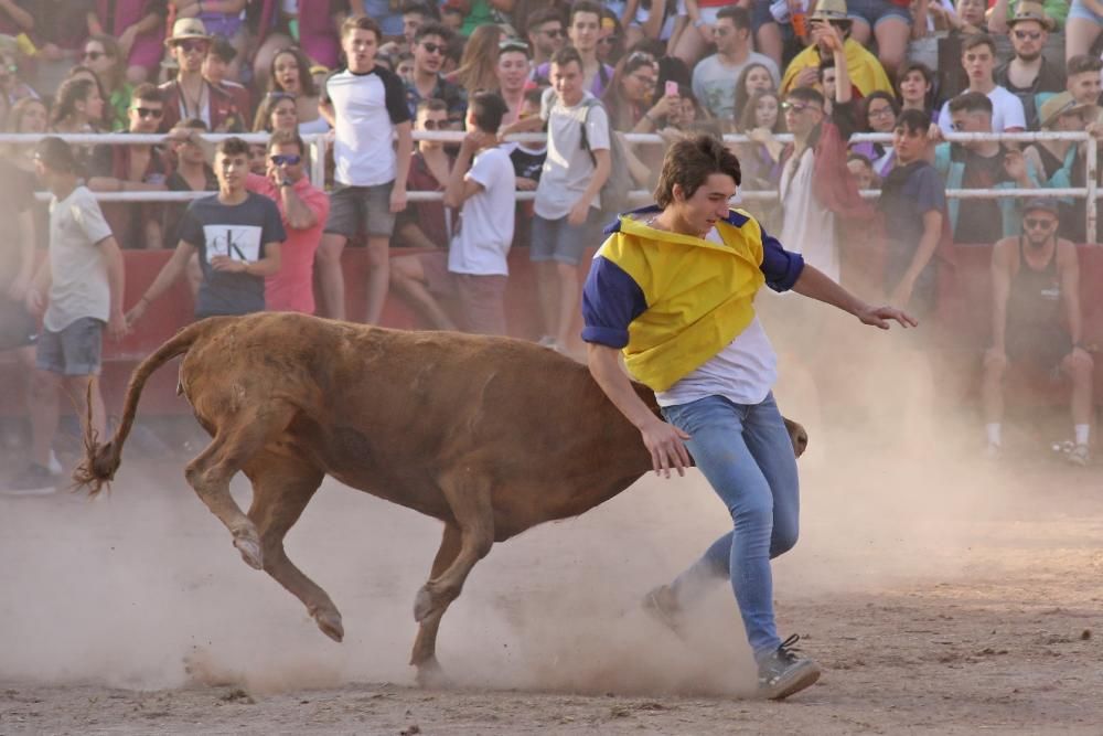 Les vaquetes de Santpedor en imatges