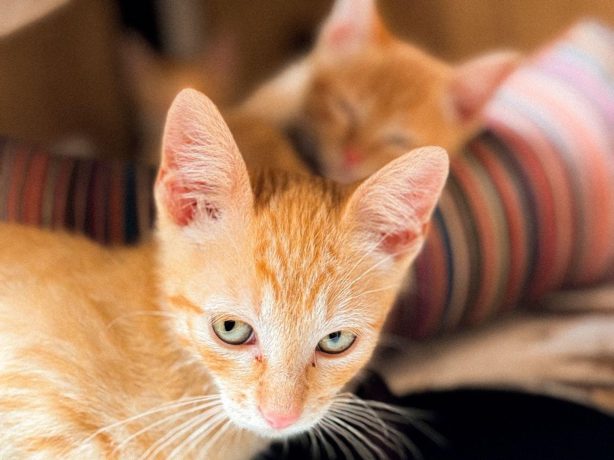 Dos de los numerosos bebés de gatos que han llegado estos días a La Isla de Tali.