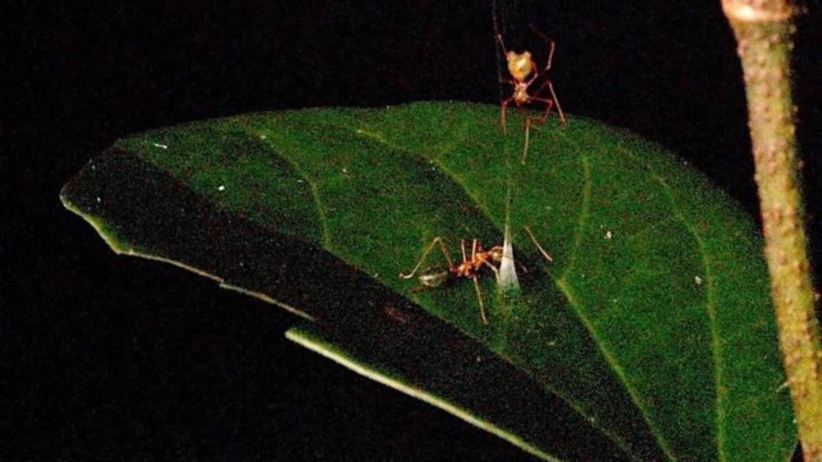 EVOLUCIÓN / Una araña construye una trampa accionada por resorte para atrapar una sola especie de hormiga