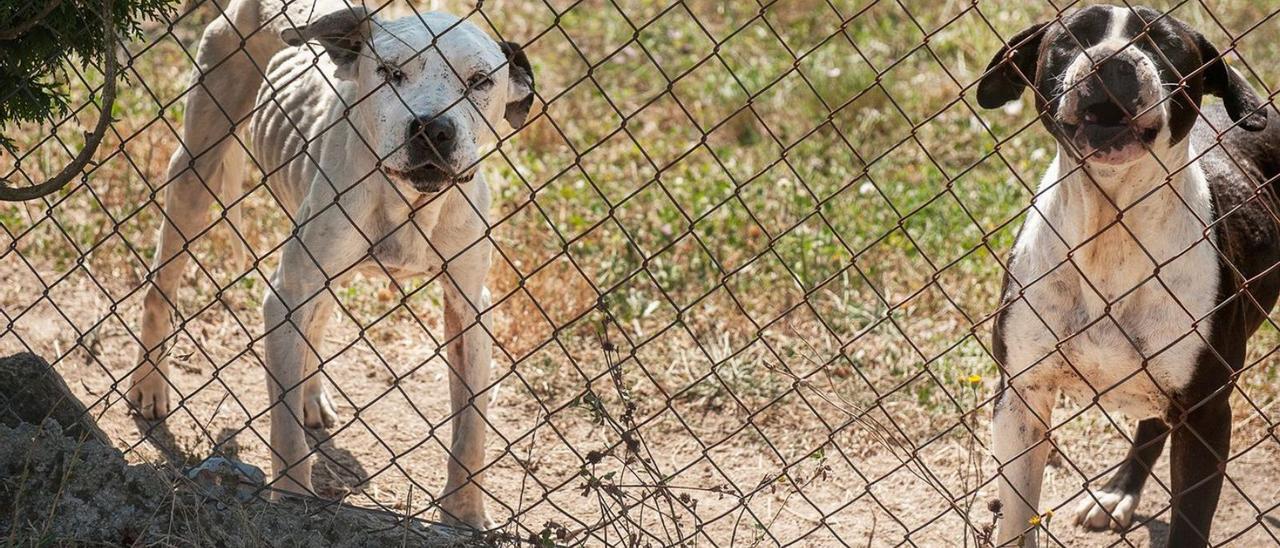 La perra, a la izquierda, en un estado débil de salud. |  // FDV