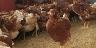 Los animalistas, a la conquista de l’Alcora: "Los huevos, para las gallinas"