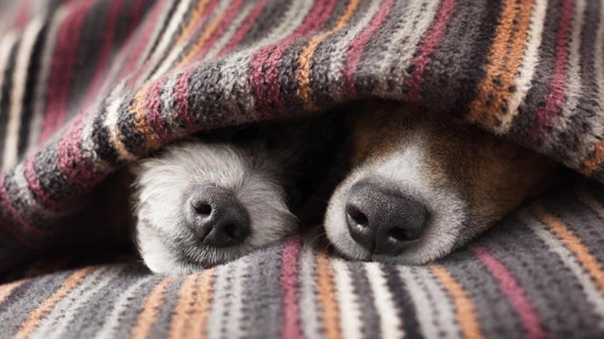Los perros también son sensibles al frío