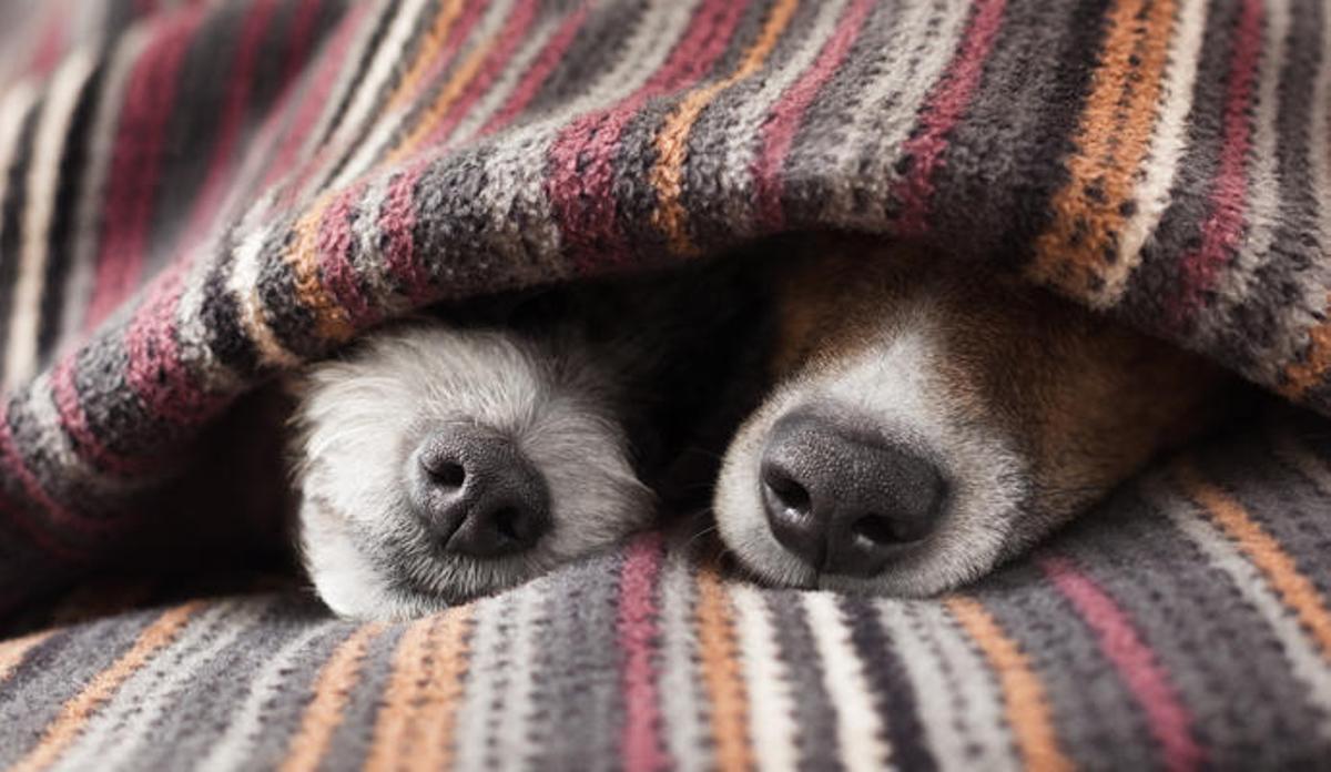 Los perros también son sensibles al frío