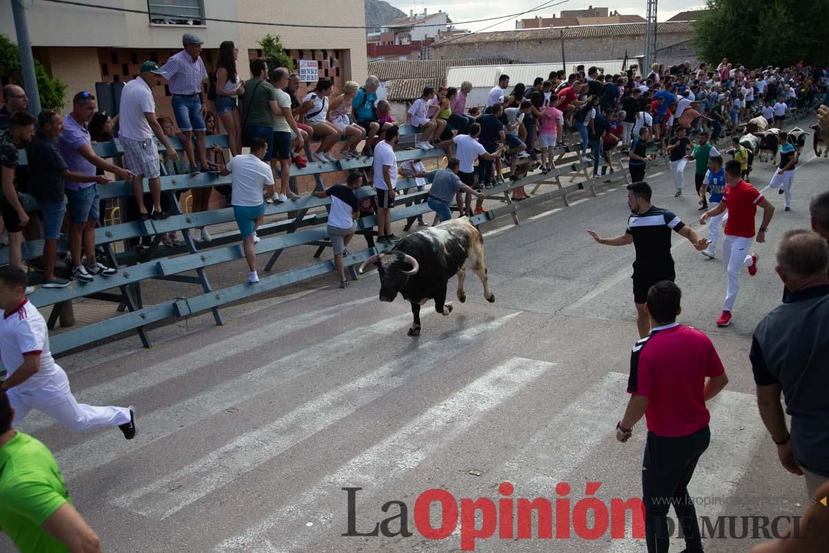 Primer encierro de la Feria del Arroz de Calasparra