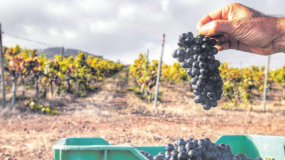 Un racimo de uvas en una finca de Tacoronte durante la vendimia.