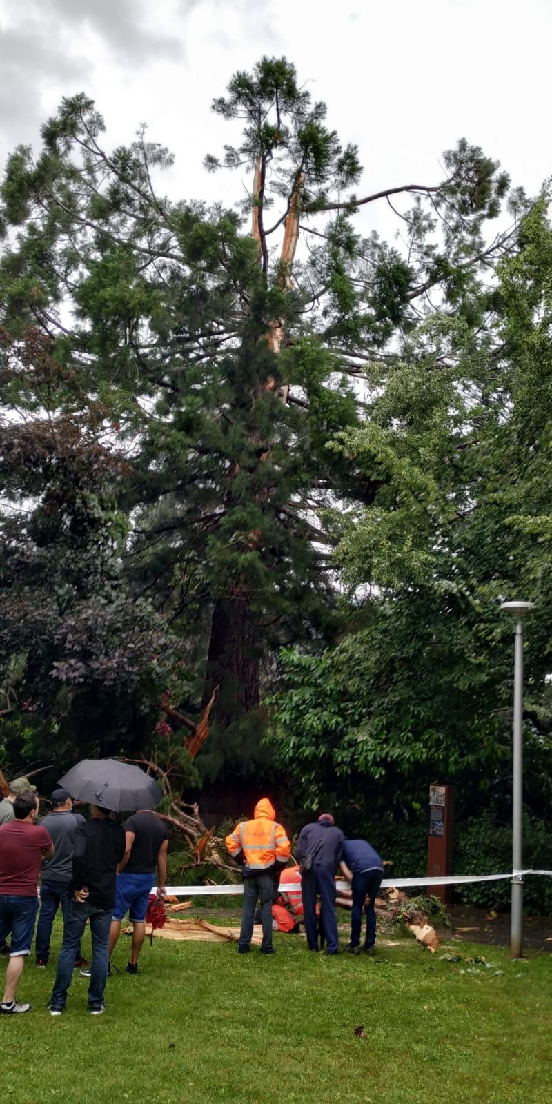 Un llamp trenca una sequoia centenària a Sant Joan de les Abadesses