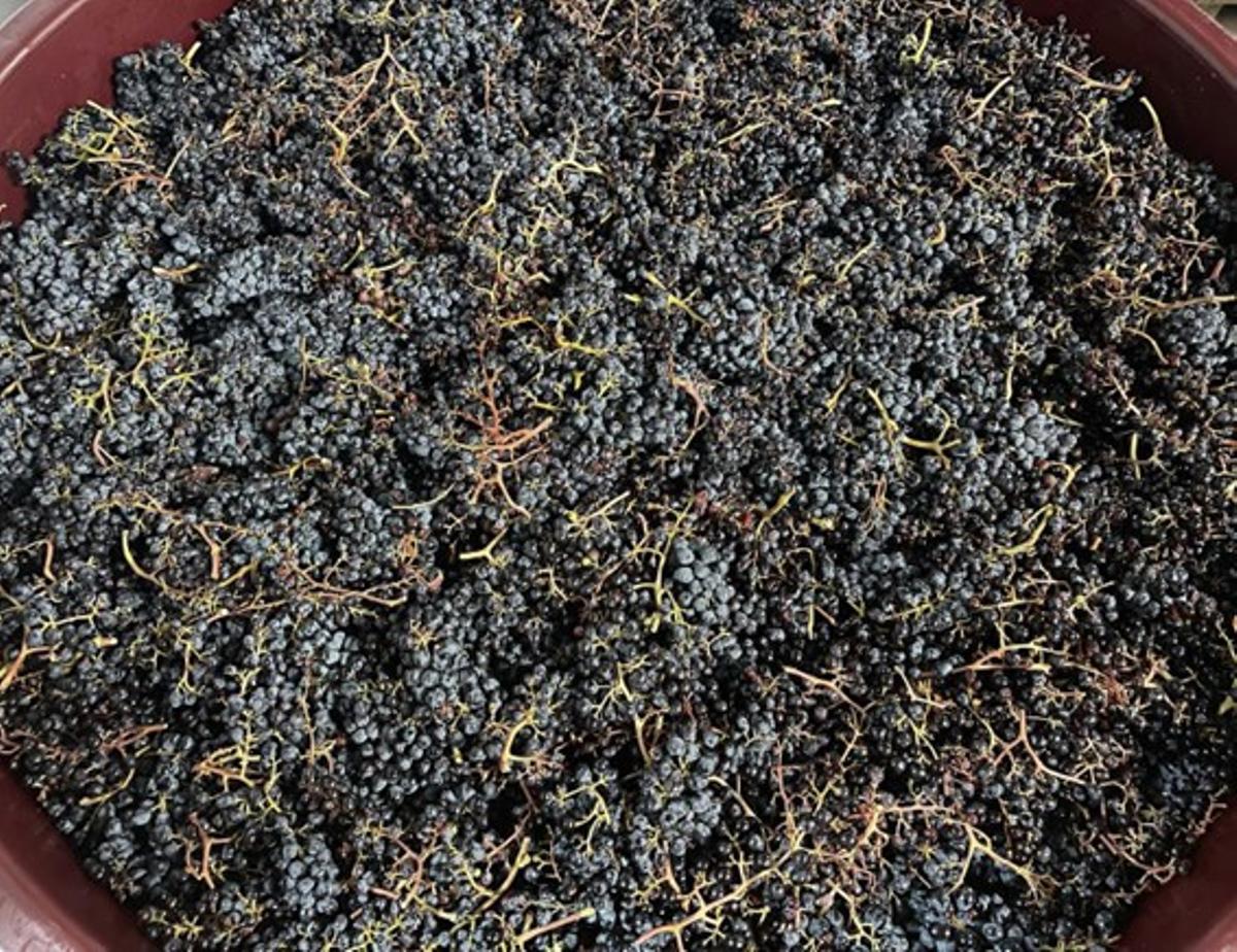 Uva Baboso de la bodega Bimbache Vinícola en el Hierro