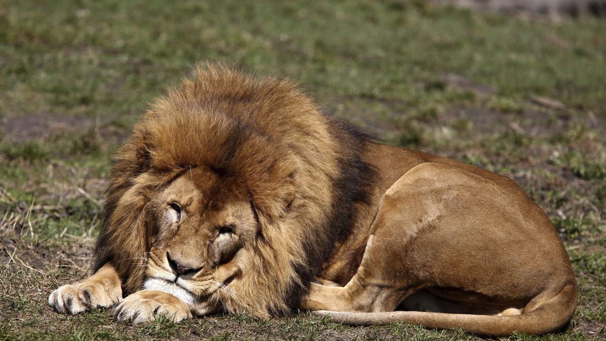 LEÓN DESAPARECIDO | El supuesto león de Toledo, todavía en paradero desconocido: la Guardia Civil mantiene la búsqueda del animal con drones y helicóptero