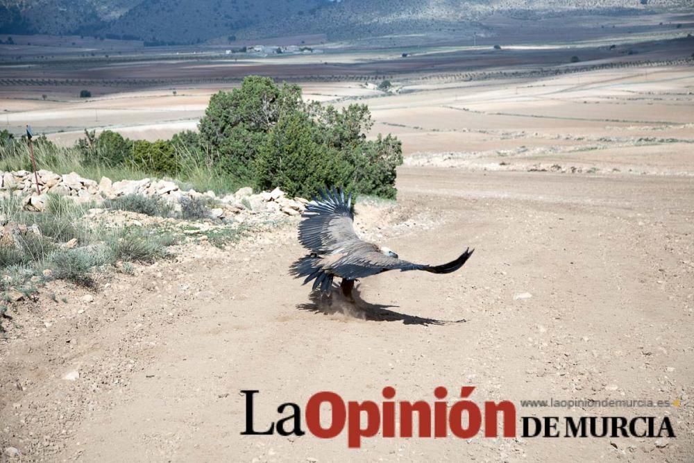 Liberan un Buitre Leonado en la Sierra de Mojantes