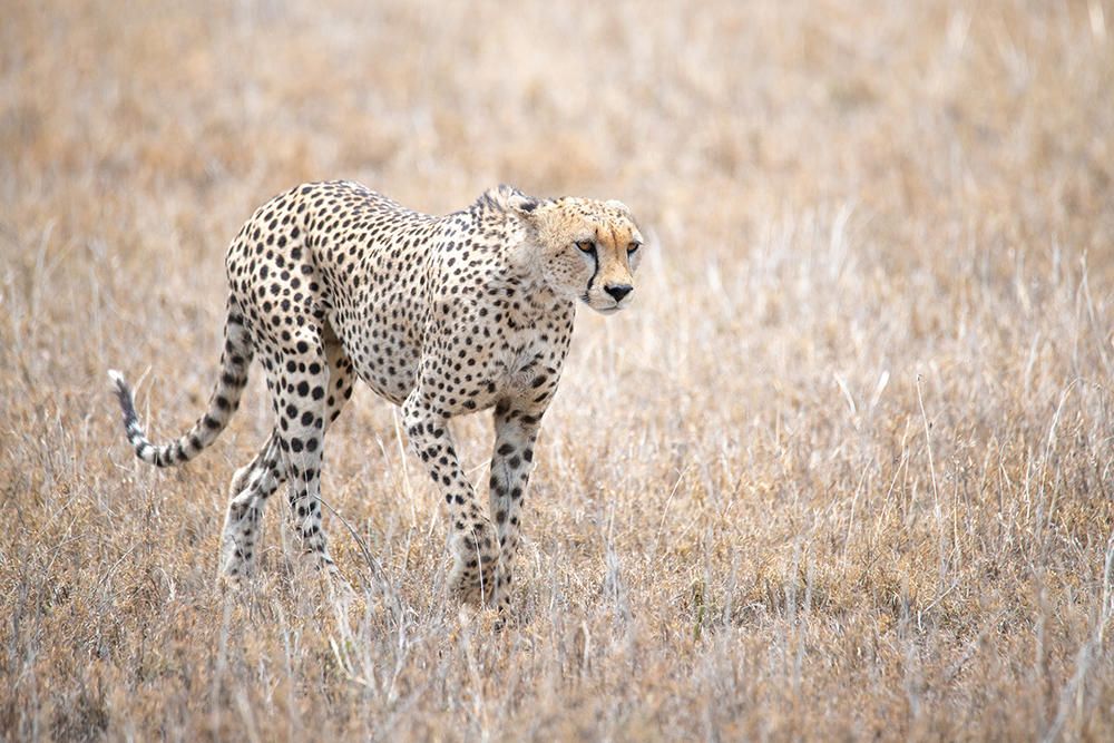 Recorrido por el Serengueti