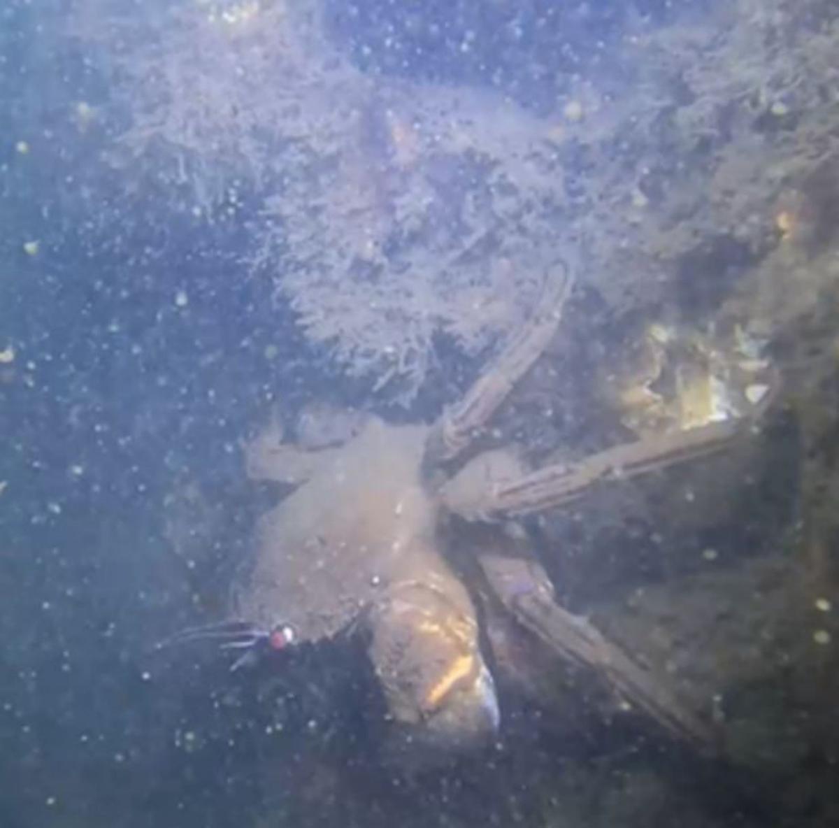 La vida vuelve a la ría: hallan 42 especies en los arrecifes artificiales del Puerto