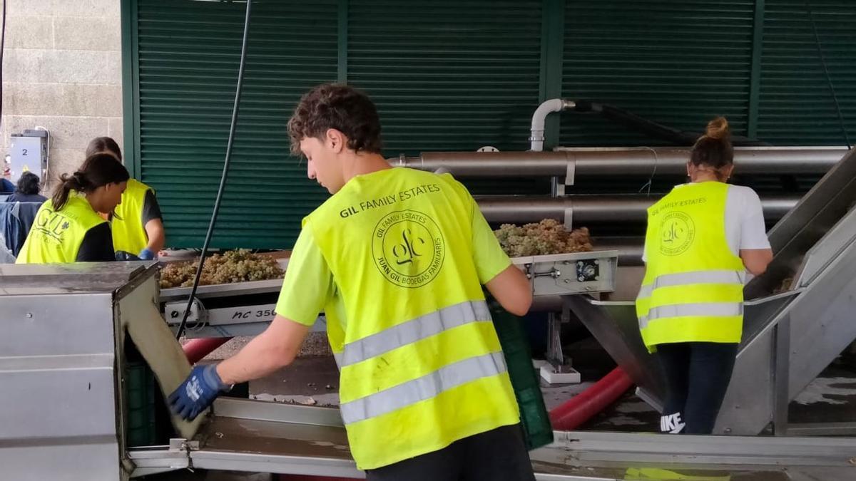 El trabajo en bodega realizado ayer, en este caso en Caldas, donde se asienta la bodega Lagar da Condesa.