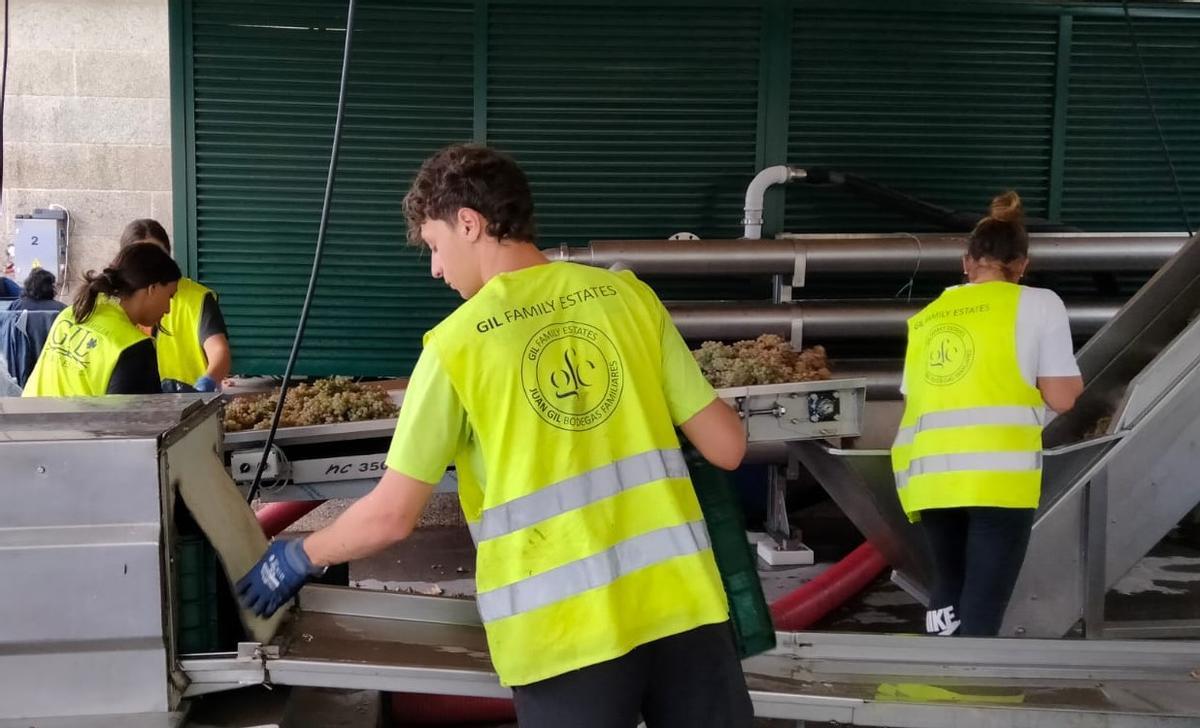 El trabajo en bodega realizado ayer, en este caso en Caldas, donde se asienta la bodega Lagar da Condesa.